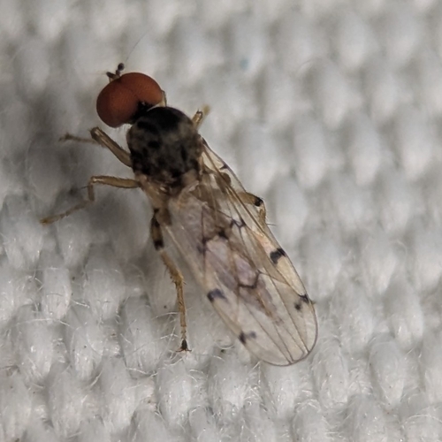 Unknown species found near Chalmette, LA, USA