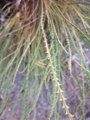 Banksia tenuis