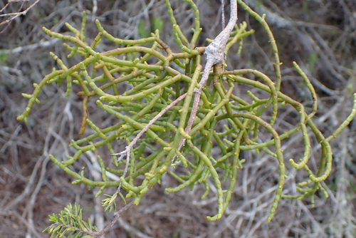 Cape Mistletoe (Viscum capense)