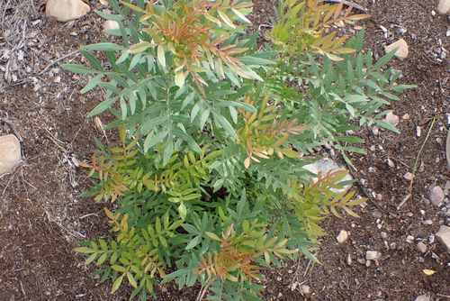 Tarwood (Loxostylis alata)