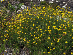 Senecio pillansii