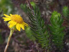 Senecio pillansii