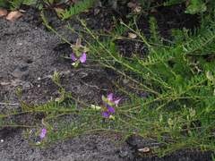 Polygala peduncularis