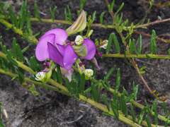 Polygala peduncularis