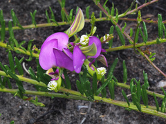 Polygala peduncularis