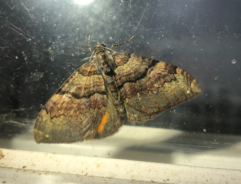 Photoscotosia insularis