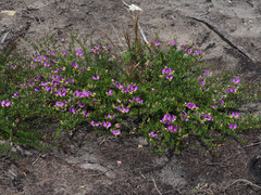 Polygala peduncularis