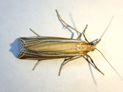 Hednota relatalis