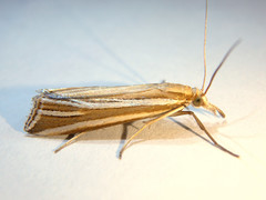 Hednota relatalis