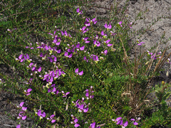 Polygala peduncularis
