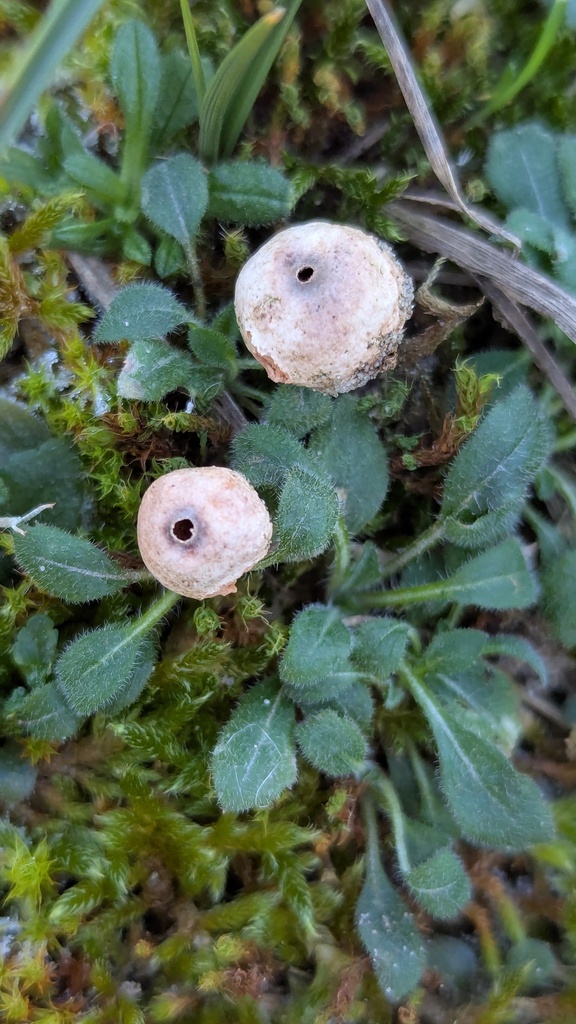 Tulostoma melanocyclum · December 2025 · photo: © rudolphous (iNaturalist, cc-by)