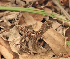 Eastern Two-Line Dragon photo 3