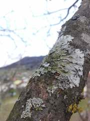 Parmelina tiliacea