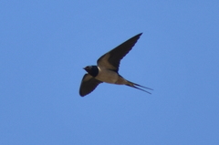 Hirundo rustica