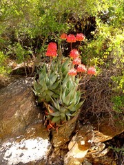 Aloe comptonii