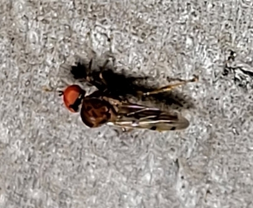 Unknown species found near Davie, FL 33331, USA