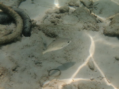 Eucinostomus