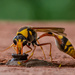 Yellow-and-black Potter Wasp - Photo (c) Adli Wahid, some rights reserved (CC BY-NC), uploaded by Adli Wahid