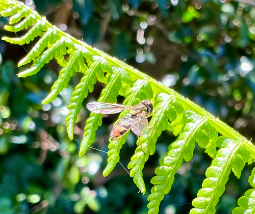 Unknown species found near Drake Ave, Burlingame, CA, US
