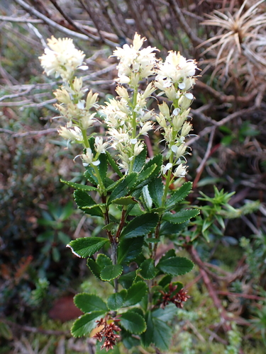 delicate laurel (Tetracarpaea tasmannica)