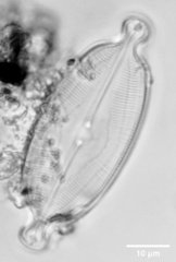 Caloneis amphisbaena