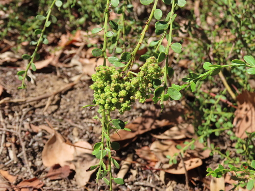 Round-leaf Wattle (Acacia acinacea)