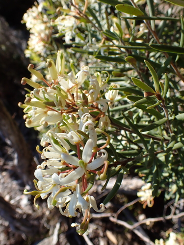Lomatia polymorpha, photograph 3