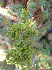 Baeckea gunniana, photograph author not stated, no rights reserved