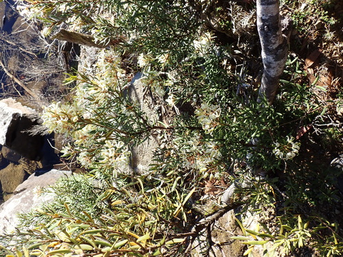 Lomatia polymorpha, photograph 4