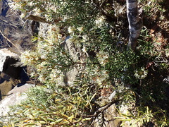 Lomatia polymorpha, photograph author not stated, no rights reserved