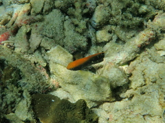 Pomacentrus chrysurus