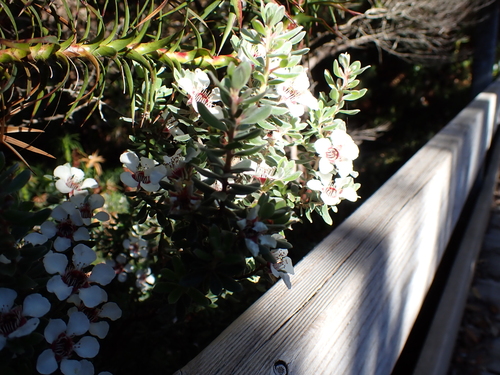 Leptospermum lanigerum (Leptospermum lanigerum)