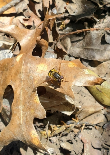 Unknown species found near Elverta, CA, USA