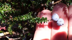 Trochocarpa thymifolia, photograph author not stated, no rights reserved