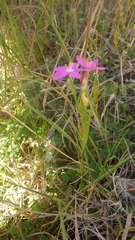 Centaurium cachanlahuen