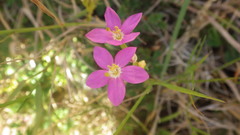 Centaurium cachanlahuen