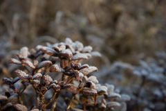 Rhododendron rubropilosum