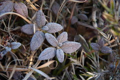 Rhododendron rubropilosum