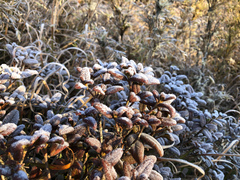 Rhododendron rubropilosum