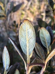 Rhododendron rubropilosum