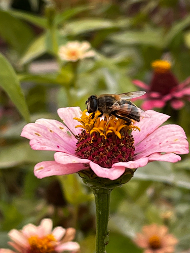 Unknown species found near NW Tenth Ave, Canby, OR, US