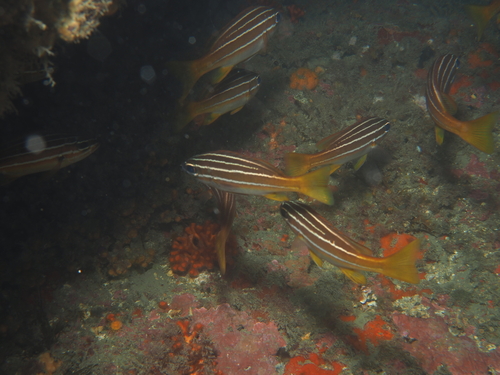 African striped grunt (Parapristipoma octolineatum) — Haemulidae