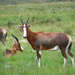 Blesbok - Photo (c) John Howes, some rights reserved (CC BY-NC), uploaded by John Howes