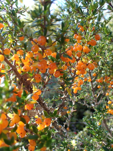 Coprosma nitida, photograph 6