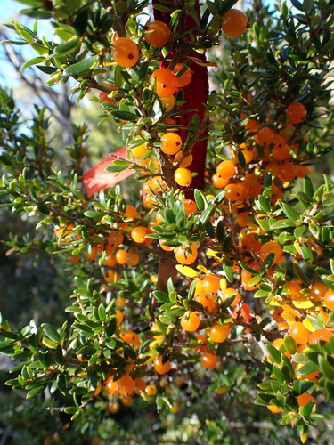 Coprosma nitida, photograph 5