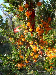 Coprosma nitida, photograph author not stated, no rights reserved