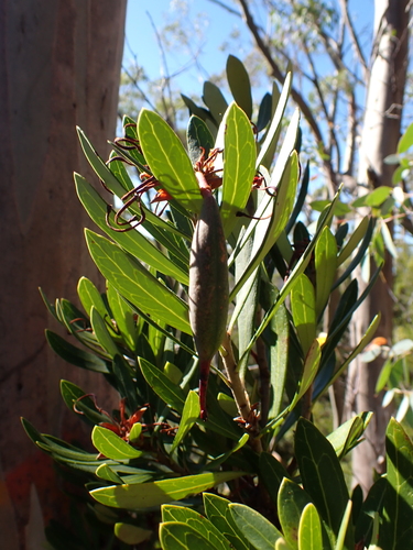Tasmanian Waratah (Telopea truncata)