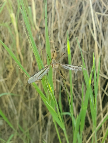 Unknown species found near Elverta, CA, USA