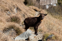 Formosan Serow photo 3