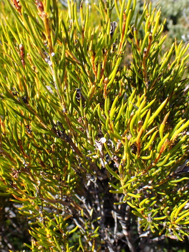 Yellow Bush (Orites acicularis)